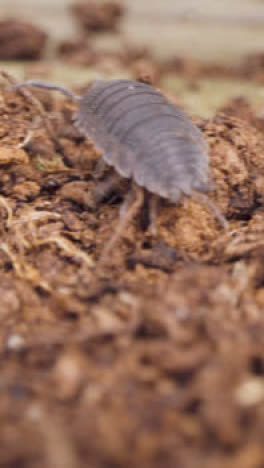 Vertical-Video-Close-Up-Of-Colony-Woodlice-Insect-On-Wood-In-UK-Countryside